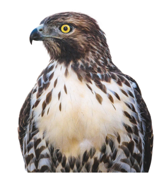Hawk